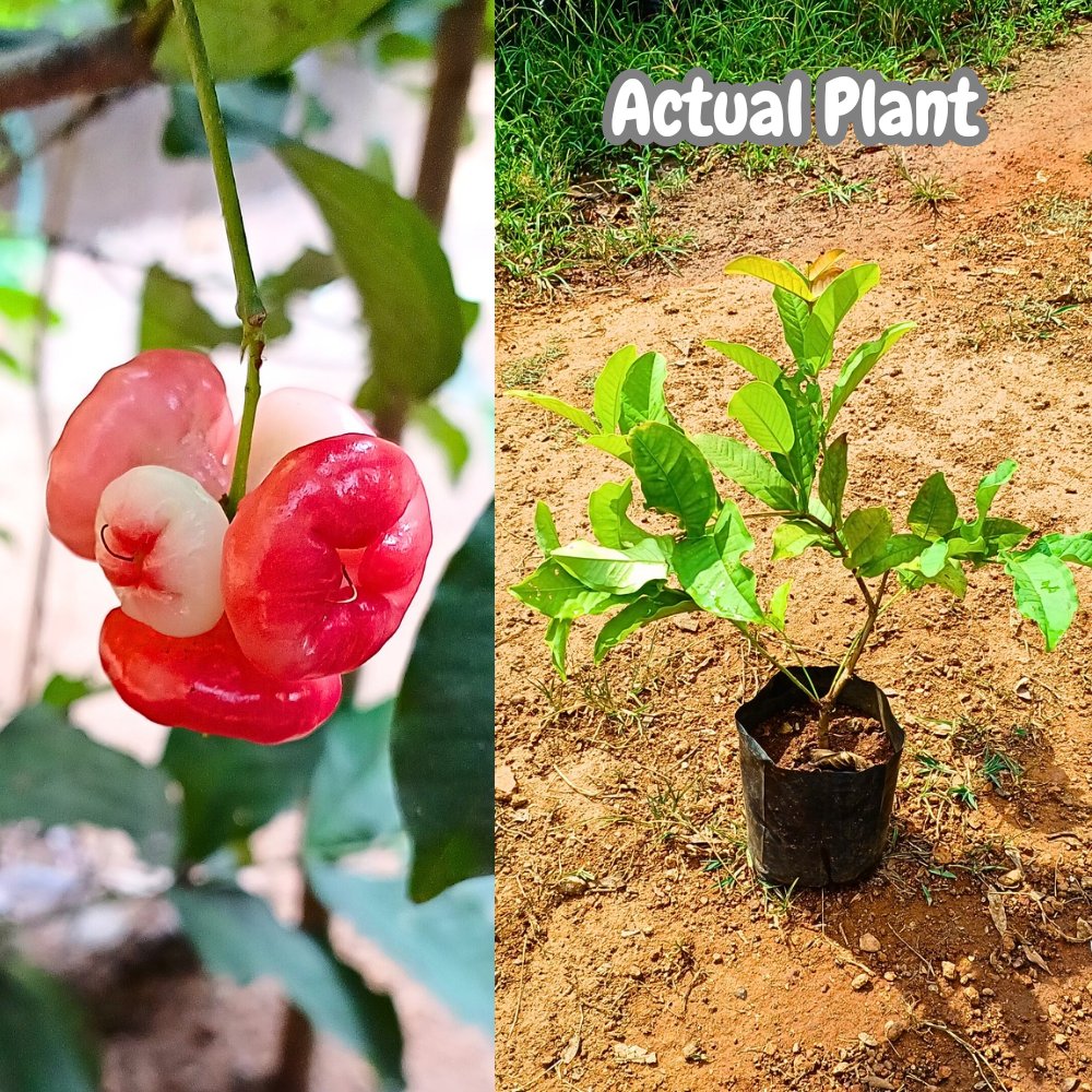 Seedless Chamba( Rose Apple Red) Grafted