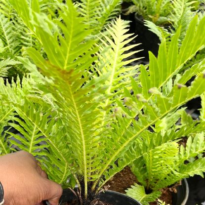Tree Fern Plant