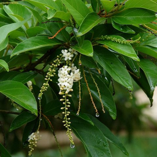 Parijatham Plant / Fiddlewood (Citharexylum spinosum)