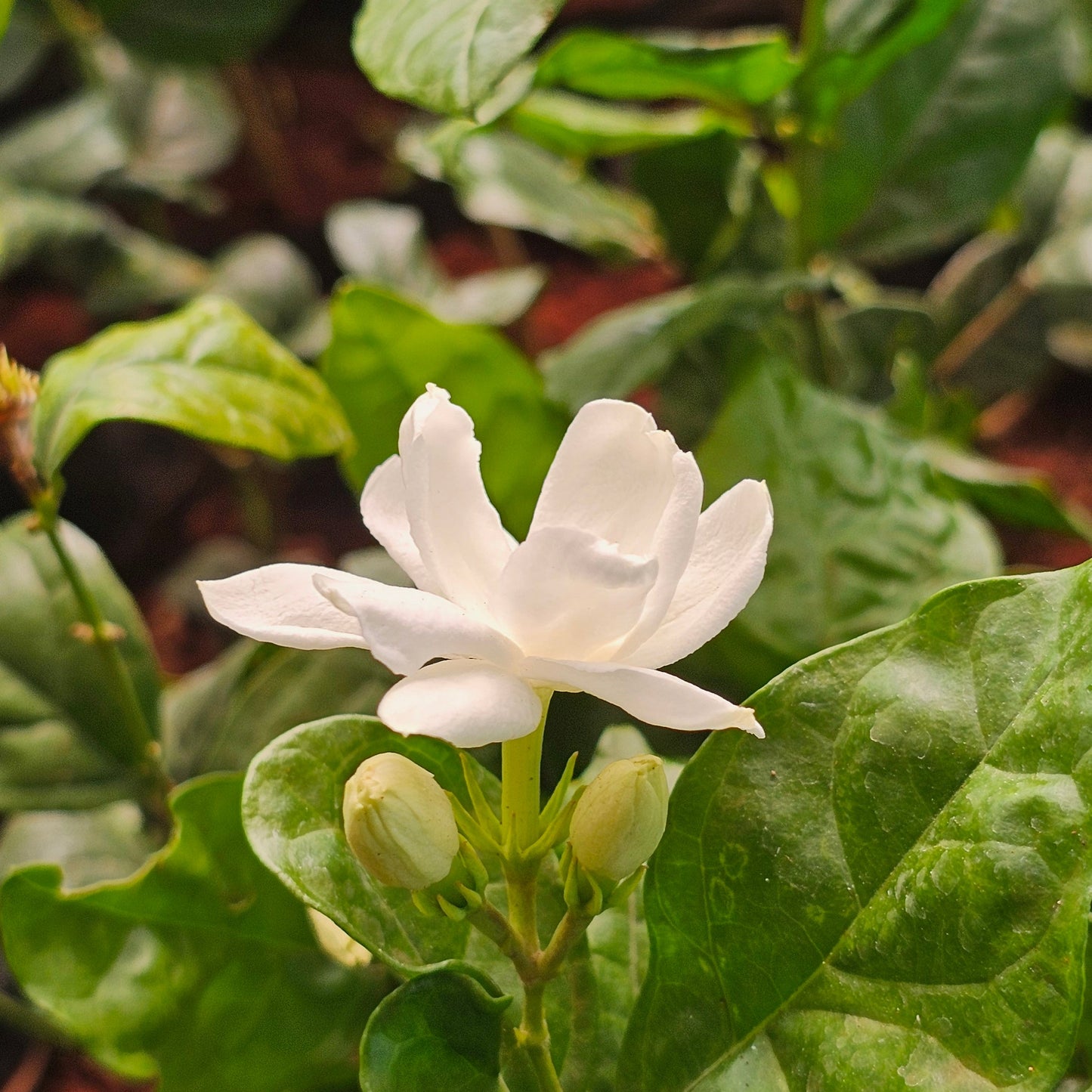 5 Jasmine Plans Combo