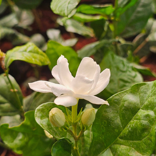 5 Jasmine Plans Combo