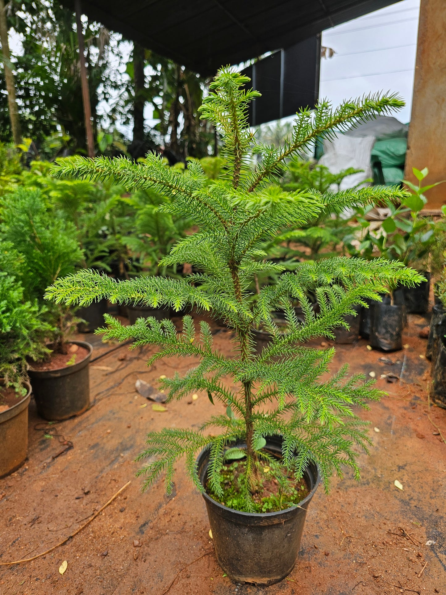 Arcaria Pine