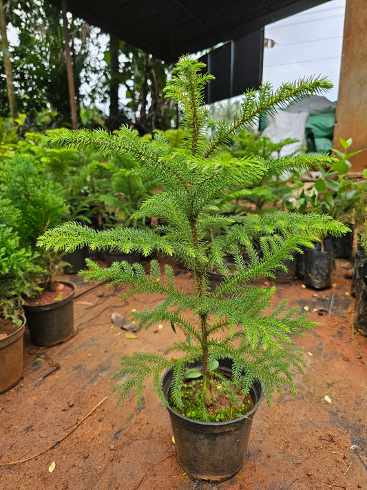 Arcaria Pine