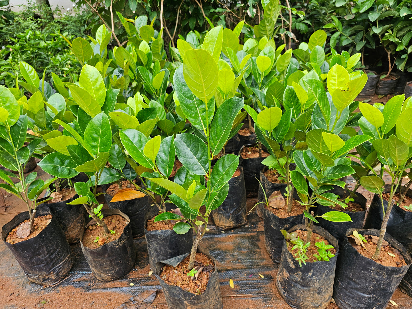 Vietnam Super Early Jackfruit(Grafted)