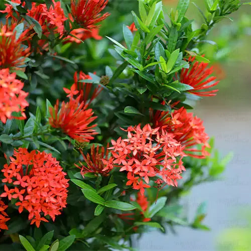 5 Ixora Mini Dwarf Combo