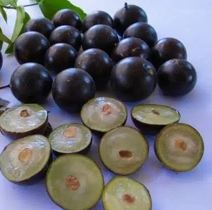 Jaboticaba(Red Hybrid)