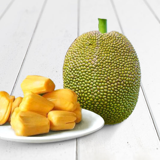 Vietnam Super Early Jackfruit(Grafted)