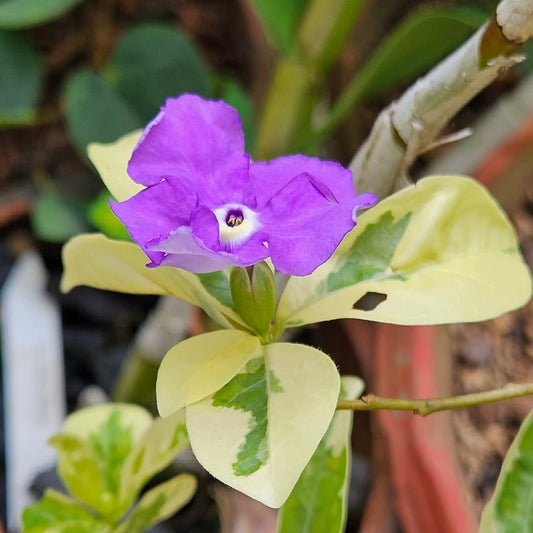 Variegated Yesterday Today Tomorrow.( Brunfelsia Compactum.)