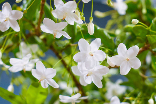 Water Jasmine (Wrightia religiosa)