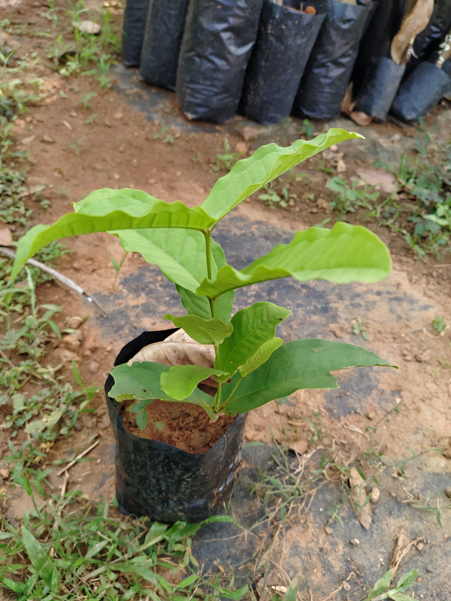 Seedless Chamba( Rose Apple Red) Grafted