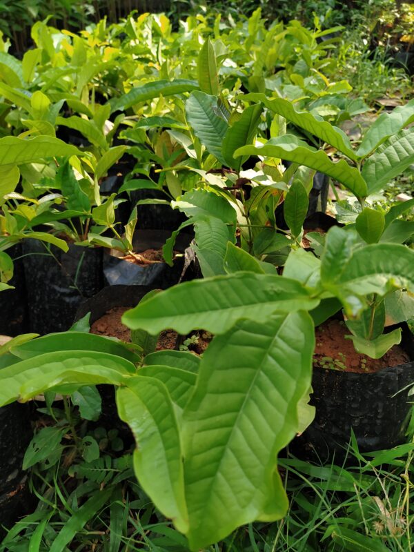 Seedless Chamba( Rose Apple Red) Grafted