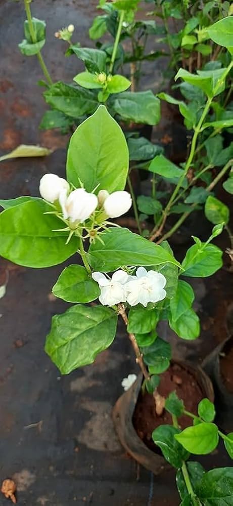 5 Jasmine Plans Combo